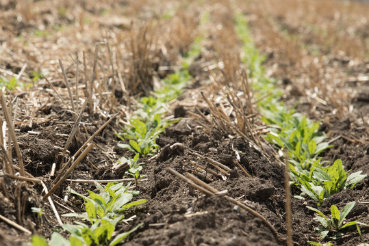 Young camelina crop with shallow depth of field on a farm in Saskatchewan, showing the practice of seeding into last years stubble
