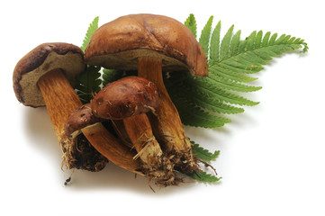 Fungi Lehmäntatti Brezov djed Подберёзовик обыкновенный Porcinelli...