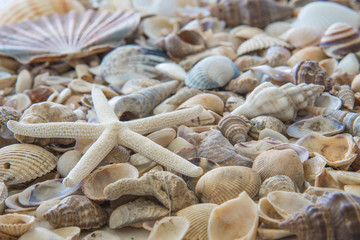 Background texture of seashells with starfish or sea star