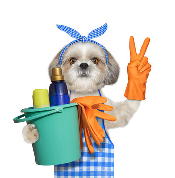 Shitzu Dog In Apron Doing Household Chores. Isolated On White