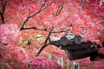 Eiken-do Zenrin-ji Temple with autumn colour leaves