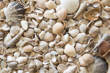 Background of seashells