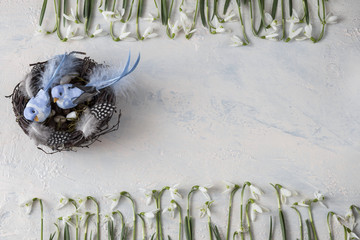 on a light background snowdrops and two birds in the nest are hatching eggs