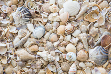 Background of assorted seashells
