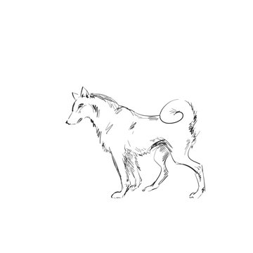 Laika drawn on white. Wild predator of dog breeds.  