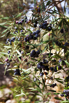 Black olive fruit growing at wild olive tree
