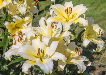 Fototapeta na wymiar Flowering yellow lilies in a garden.
