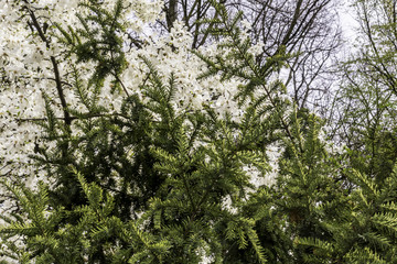 Branches of a blooming magnolia and green branches of bushes. Many white beautiful flowers on the site about nature, colors, ecology, seasons.