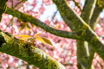 Close-up view of a young shoot on a branch a Japanese cherry tree with blurry pink flowers in the background.