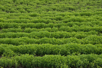Green abstract image of a rows of lentils in a farmer's field