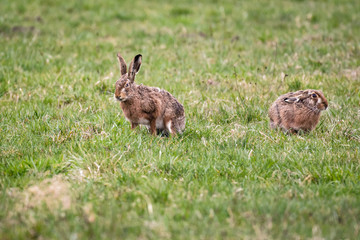 A pair of european hares sitting in a field