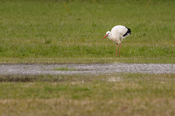 European stork hunting in a flooded meadow