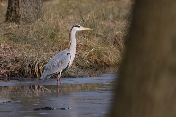 Gray heron hunting for fish in a lake