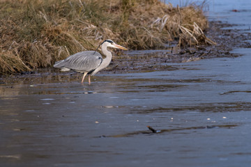 Gray heron hunting for fish in a lake