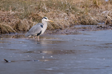 Gray heron hunting for fish in a lake