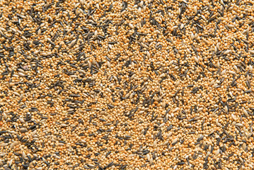 A background of finch or canary birdseed