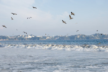 Pelicans dive for fish in the breaking tidal waves of Mirimar Beach in Manzanillo, Colima, Mexico in the Caribbean