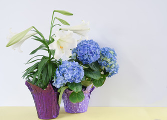 Easter lily and Early Blue hydrangea on a white background with copy space for your message