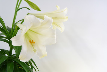 White Easter lily on a white background with copy space for your message