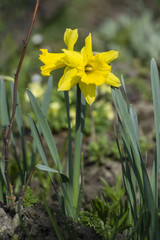 Yellow narcissus flower.