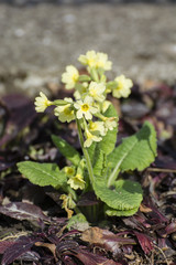 Yellow spring primrose flowers.