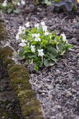 White violet flowers.
