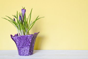 Potted purple crocus wrapped in patterned purple foil on a yellow background with lots of copy space.  Easter color combination.