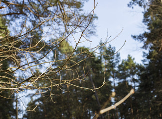 branch without leaves in a spring forest
