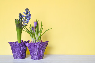 Potted purple hyacinth and crocus wrapped in patterned purple foil on a yellow background with lots of copy space.  Easter color combination.