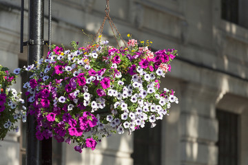 Fototapeta na wymiar Flower decoration, typical view of the London street, London, United Kingdom.