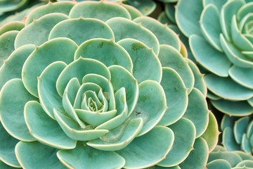Cactus and Succulent Echeveria (Crassulaceae Echeveria sp.).A succulent flower shaped like a rose. The leaves are compressed into layers, superficially look like a rose. But when touched.