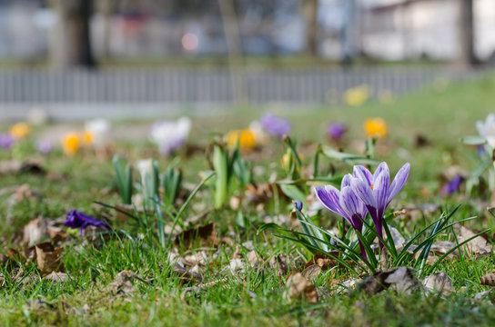 CROCUSES - Blooming flowers of early spring