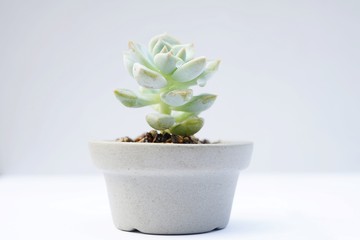 Encheveria, succulent pot plant for house decoration with white background