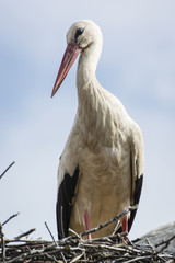 White stork on the nest.