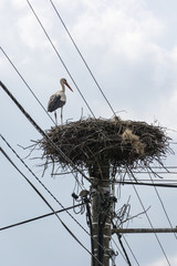 White stork on a nest with electric conduction.
