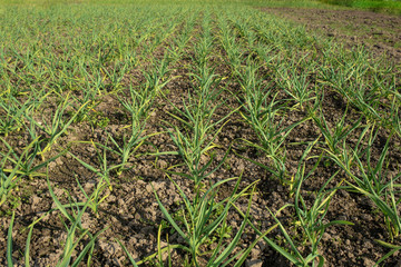 Rows of garlic in the garden. Green juicy plants