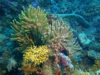 Naklejka na ściany i meble Soft coral