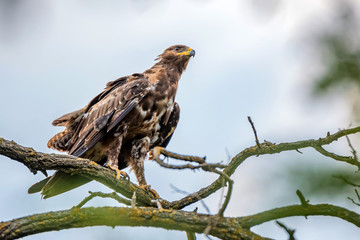 Greater spotted eagle or Clanga clanga