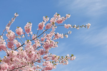 Pink flowers of a tree in spring time