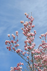 Pink flowers in the tree spring time