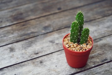 Little cactus pot plant on vintage wood background