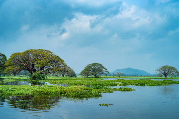 Fototapeta na wymiar Scenic view of tropical lake with trees in water