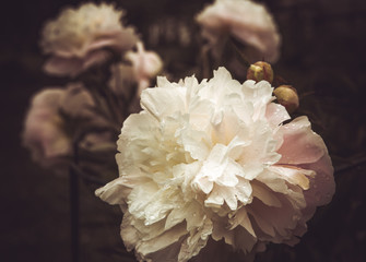 bouquet of pink peonies, dark background,