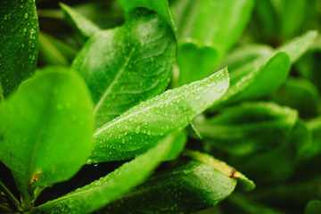 Fresh green leaves with dew closeup