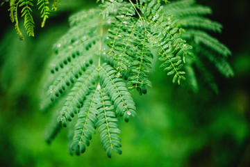 Fresh green leaves with dew closeup