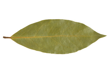 one dried Bay leaf isolated on white background