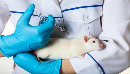 woman in uniform injects syringe to rat