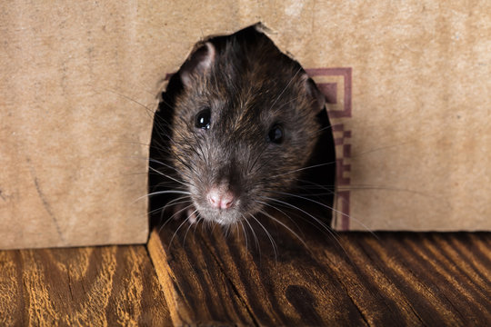 gray rat peeking out of the box