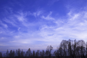 Obraz na płótnie Canvas sky and spring trees