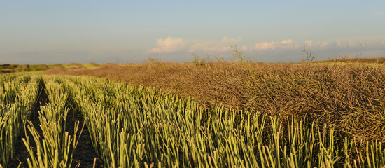 Rows of recently cut canola or rapeseed swaths cure before the combine harvests them